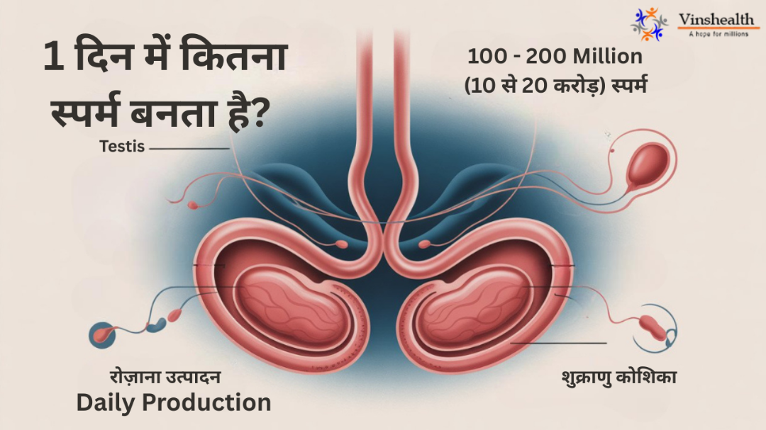 1 दिन में कितना स्पर्म बनता है? | स्पर्म काउंट, क्वालिटी और पुरुष प्रजनन क्षमता की पूरी जानकारी